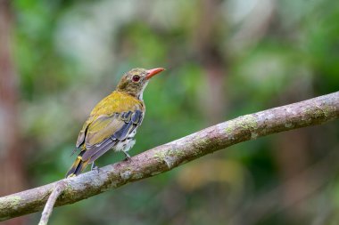 Kara boğazlı bir Oriole bir dalda oturuyor ve Malezya, Asya 'da sağa bakıyor..