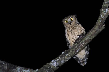 Karanlık bir gecede bir Buffy Fish baykuşu Malezya, Asya 'da siyah bir geçmişi olan bir dalda oturuyor..