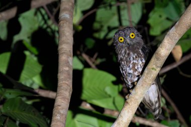 Karanlık gecede bir Kahverengi Kitap, Malezya, Asya 'da koyu yeşil bir geçmişi olan bir dalda bulunur..