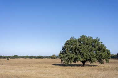 Portekiz 'in Evora şehrinde büyük yeşil bir ağaç manzarası