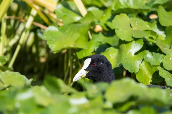 Enfield 'deki Lea Nehri' nde yüzen pennywort 'u kurcalayan bir öküz kafası yakın plan, doğal ortamdaki İngiliz nehir yaban hayatını yakalıyor..