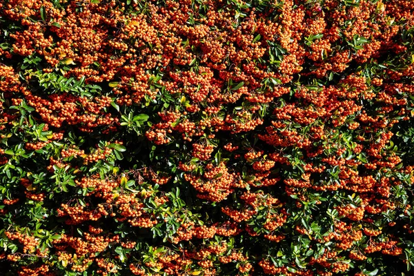 Çerçeveyi dolduran turuncu böğürtlenler ve yeşil yapraklarla Pyracantha çalılarının yakın çekimi, ideal bir doku veya arkaplan resmi olarak.