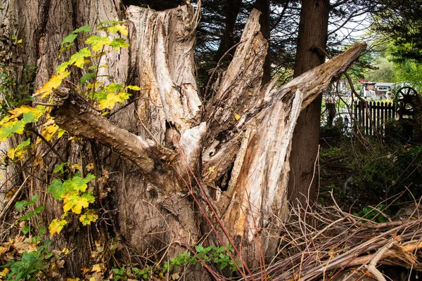 Orman yapraklarıyla çevrili bir nehrin kenarındaki çürüyen ağaç kütüğü doğal dokuları, yaşlanmakta olan odunları ve orman çürümesinin işaretlerini gösteriyor..