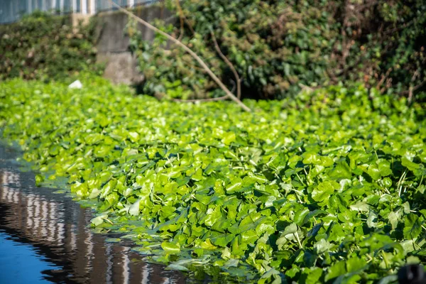 Londra, Enfield Lock 'taki Lea Nehri' nde yüzen pennywort istilacı su bitkilerini ve doğal bir ortamda sakin nehir manzarasını gösteriyor..
