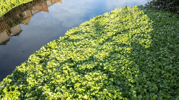 Londra, Enfield Lock 'taki Lea Nehri' nde yüzen pennywort istilacı su bitkilerini ve doğal bir ortamda sakin nehir manzarasını gösteriyor..