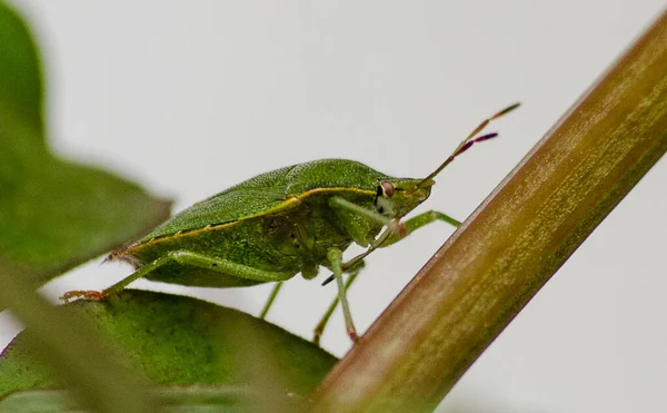 Bir yaprağın üzerinde dinlenen yeşil bir kalkan böceğinin doğal ışıkta canlı rengini, şeklini ve detaylarını gösteren yakın bir fotoğrafı..