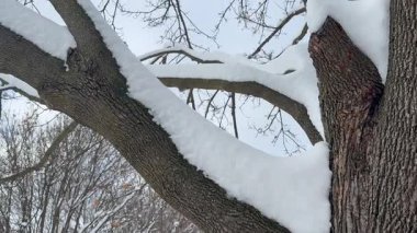 Kış Doğası Güzelliği. Güzel ağaç. Ağaçta kar  