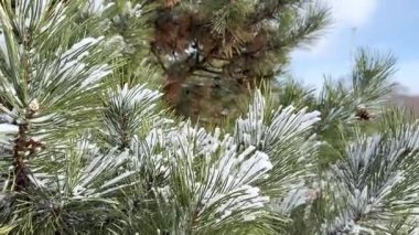 Taze karla kaplı yeşil bir ladin dalına yakın çekim, kar yağarken rüzgarda usulca sallanıyor. Güneşli bir kış gününde arka planda açık mavi gökyüzü.