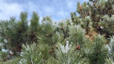 Karla kaplı çam dalları açık mavi kış gökyüzüne hafifçe süzülüyor. Soğuk doğa arka planı.