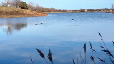 Chicago, Illinois 'de sakin bir gölde yüzen yabani kazlar. Güneş suyu yansıtan bahar su kuşları.