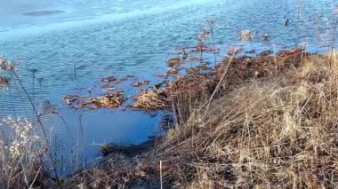 Yaban ördekleri bahar aylarında kısmen donmuş bir gölün sığ sularında besleniyor. Güneşli bir günde eriyen buzun yanında yüzen yaban ördekleri..