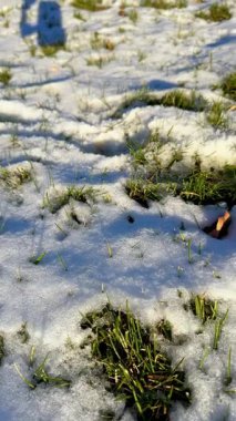 İlkbaharın doğası. Güneşli bir günde taze yeşil çimlerde eriyen kar. Kıştan bahara geçiş