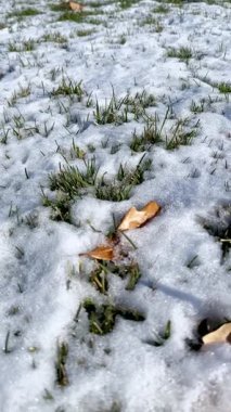 İlkbaharın doğası. Güneşli bir günde taze yeşil çimlerde eriyen kar. Kıştan bahara geçiş