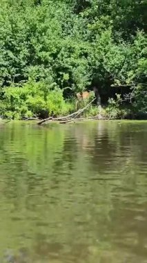 Su üzerindeki kano POV, Chicago, Illinois 'de orman kıyısında geyik, göl kıyısında geyik, göl kıyısında geyiklerle birlikte nilüferlerde kano gezintisi.