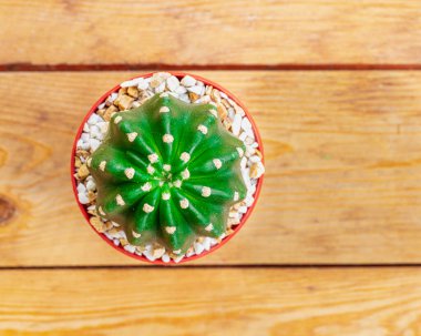 Tahta arka planda izole edilmiş karışık kaktüsün üst görünüm deseni