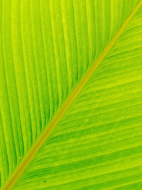 Muz yeşili yaprak kaplama arkaplanı bize yer aç.