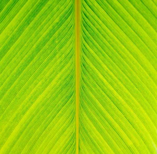 Banana Folha Verde Closeup Fundo Use Nos Espaço — Fotografia de Stock