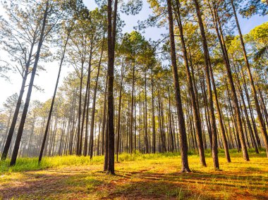 Çam ormanının dallarında parlayan güneş ışığı