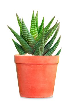 Kaktüs saksı bitkileri güzel yeşil bir bitki arka planında