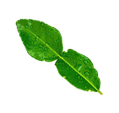 Yeşil yapraklar güzel beyaz bir arkaplanda şekilleniyor.