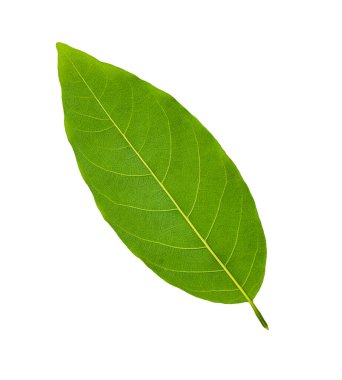 Taze yeşil yapraklar güzel beyaz bir arka planda şekilleniyor..