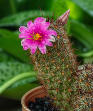 Güzel dikenli pembe bir kaktüs çiçeğinin yakın plan fotoğrafı.