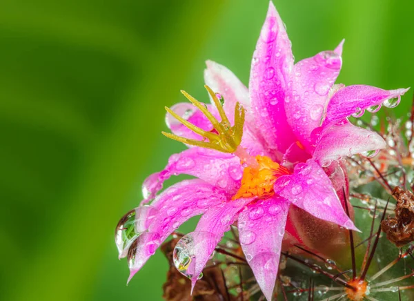 Leuchtend Rosa Blüten Auf Stacheliger Pflanze — Stockfoto