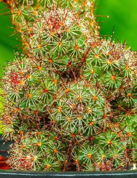 Kaktusový Květ Pichlavé Rostlině Beautifu — Stock fotografie