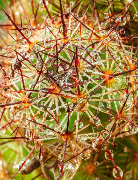 Közelkép Kaktusz Virág Gyönyörű Tövisek — Stock Fotó