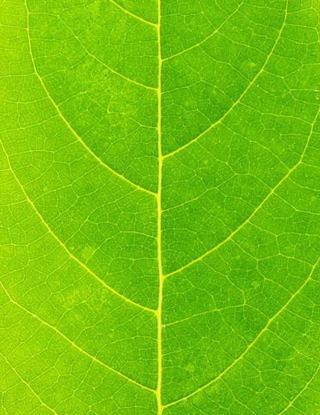 Fresh Green Leaves Shaping Beautiful Background — Stock Photo, Image