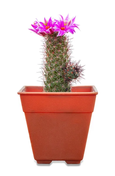 Rosa Kaktus Blommor Taggiga Växter Vit Bakgrund — Stockfoto