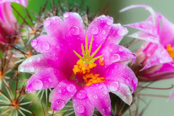 Яркие Розовые Цветы Колючем Растении — стоковое фото