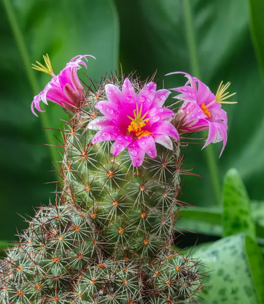 Kaktusz Virág Rózsaszín Szúrós Növény Gyönyörű — Stock Fotó