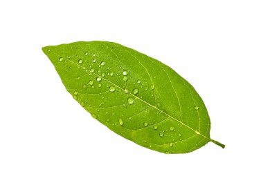 Taze yeşil yapraklar güzel beyaz bir arka planda şekilleniyor..