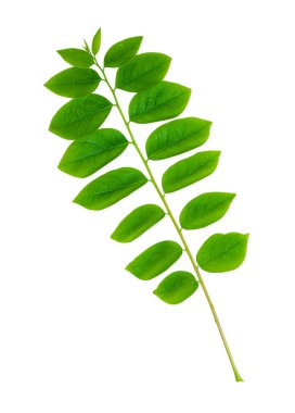 Yeşil yapraklar güzel beyaz bir arkaplanda şekilleniyor.