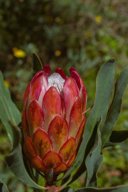 Güzel botanik fotoğrafı, doğal duvar kağıdı.