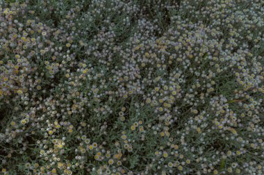 Yaban çiçekleri, yaklaşın.