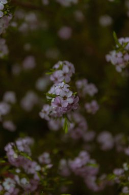 Bahçedeki güzel çiçekler