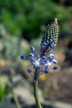 Yeşil çim arka plan üzerinde mavi çiçekler
