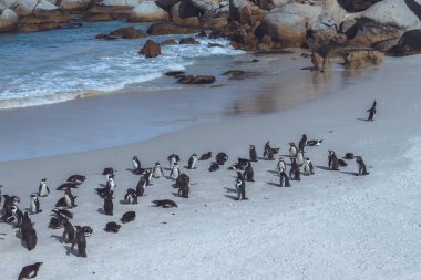 Arka planda sahildeki penguen