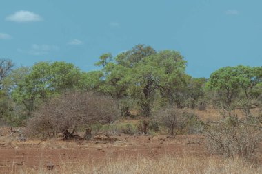 Kruger parkındaki çalılık.