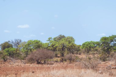Afrika manzarası, Kruger Ulusal Parkı