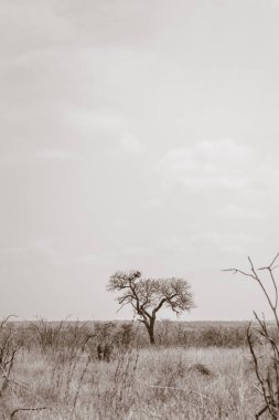 Çöldeki ağaç