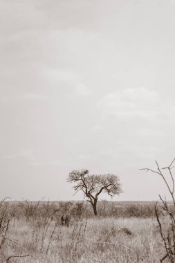 Güney Afrika 'da vahşi yaşam çalıları ve ağaçlarda