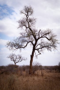 Afrika 'nın vahşi doğası
