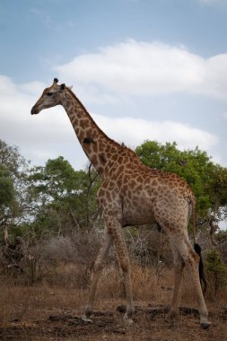 Afrika zürafası (zürafa camelopardalis), Kruger Ulusal Parkı