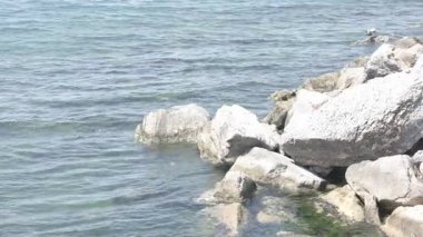 Kıyı Suları Boyunca Uçan ve Dinlenen Martılarla Rocky Deniz Manzarası