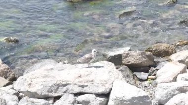 Kıyı Suları Boyunca Uçan ve Dinlenen Martılarla Rocky Deniz Manzarası