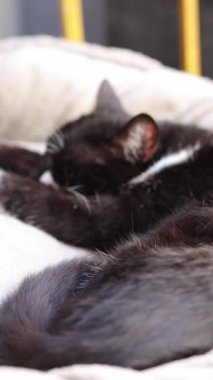 Şirin Siyah Kedi 'nin Yakın Çekimi Bir Kapalı Kapalı Ev Ayarlarında Bir Kanepede Huzur İçinde Uyuyor