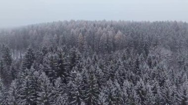 Snow-covered forest in Czech Republic